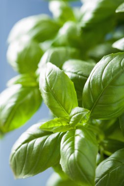 herb arka plan taze fesleğen yaprağı