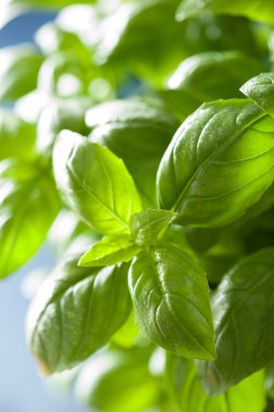 ıslak ot arka plan taze fesleğen yaprağı