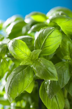 ıslak ot arka plan taze fesleğen yaprağı