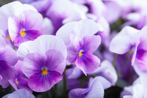 Violet flowers background — Stock Photo, Image