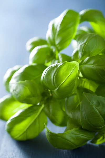 Feuilles de basilic frais herbe sur fond de bois bleu — Photo