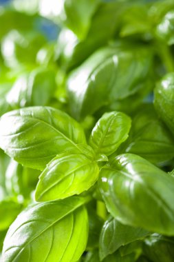 herb arka plan taze fesleğen yaprağı