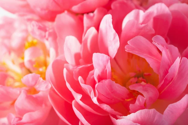 Pétalos de flores de peonía rosa macro fondo — Foto de Stock