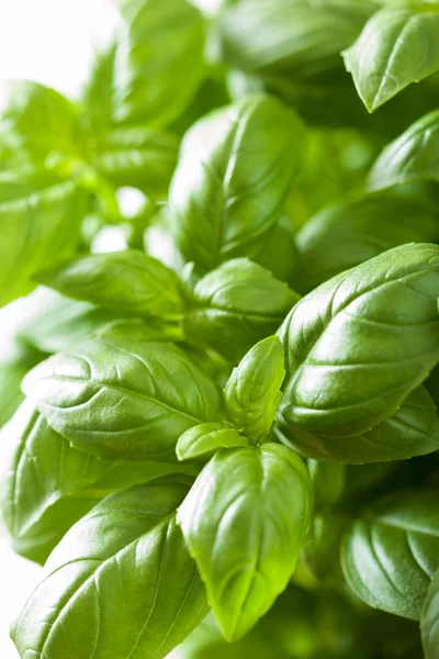 herb arka plan taze fesleğen yaprağı