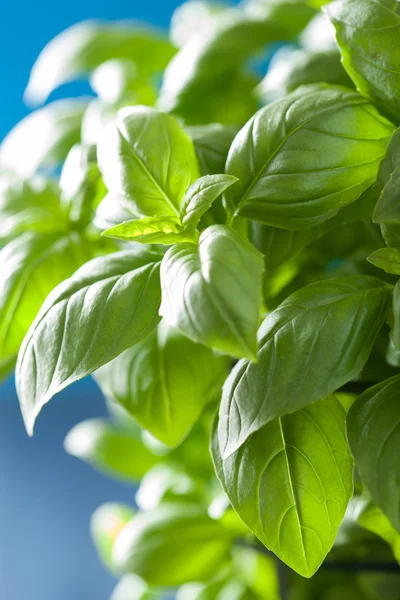 Hojas de albahaca fresca fondo de hierbas —  Fotos de Stock