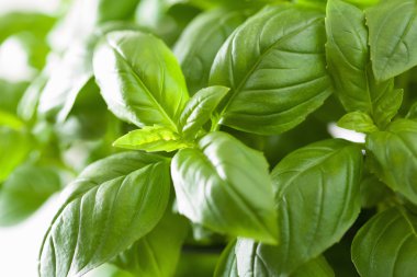 herb arka plan taze fesleğen yaprağı