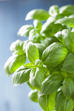 herb arka plan taze fesleğen yaprağı