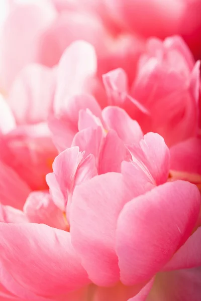 Rózsaszín bazsarózsa virág szirmai makró háttér — Stock Fotó