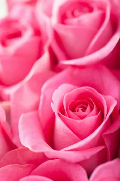 아름다운 분홍빛 꽃들 이 배경에 있다 — 스톡 사진