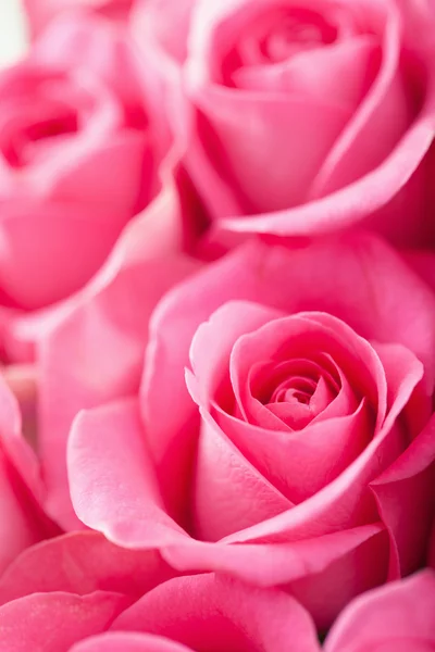 Hermoso rosa flores fondo rosa — Foto de Stock