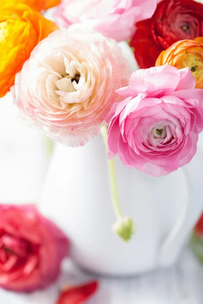 Belles fleurs de ranunculus en vase — Photo