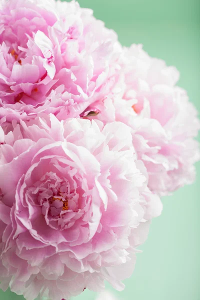 Beautiful pink peony flower background — Stock Photo, Image