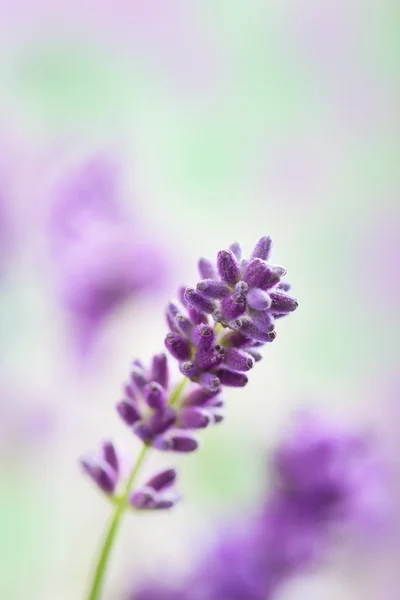 薰衣草花背景 — 图库照片