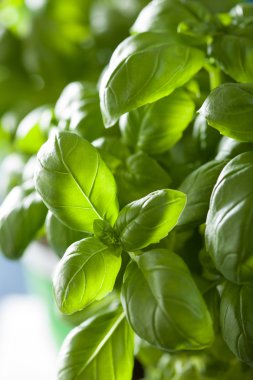 herb arka plan taze fesleğen yaprağı