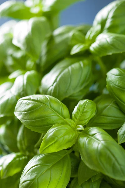 Hojas de albahaca fresca fondo de hierbas — Foto de Stock