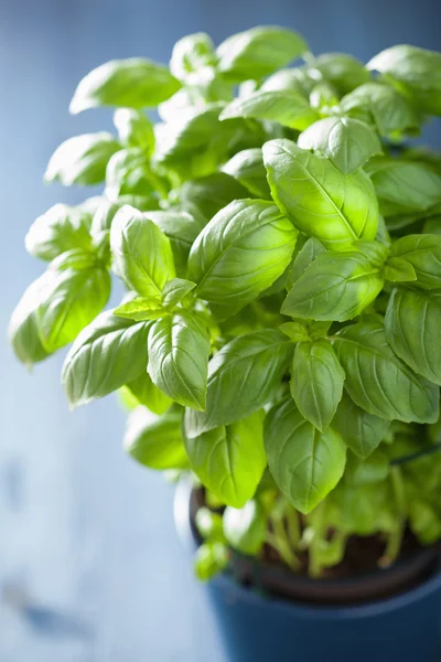 Fresh basil herb in a pot — Stock Photo, Image