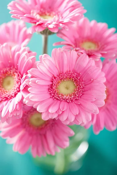 Belo buquê de flores de gerbera rosa em vaso — Fotografia de Stock