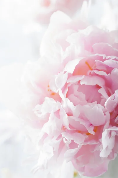 Beautiful pink peony flower background — Stock Photo, Image