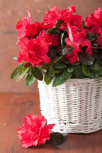 Belas flores azáleas vermelhas em cesta sobre fundo rústico — Fotografia de Stock