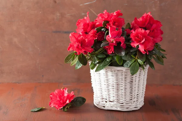 Hermosas flores de azalea roja en cesta sobre fondo rústico —  Fotos de Stock