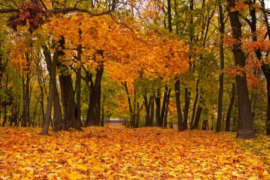 park renkli sonbahar akçaağaç