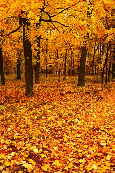 Kleurrijke herfst maple bomen in park — Stockfoto