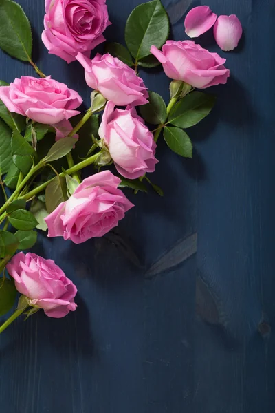 Růžové květy růže nad tmavě modré pozadí — Stock fotografie