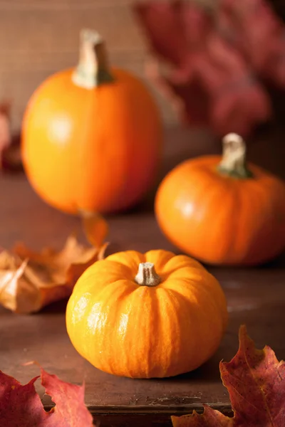 Calabazas decorativas y hojas de otoño para halloween — Foto de Stock