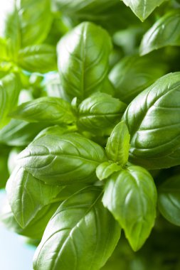 herb arka plan taze fesleğen yaprağı