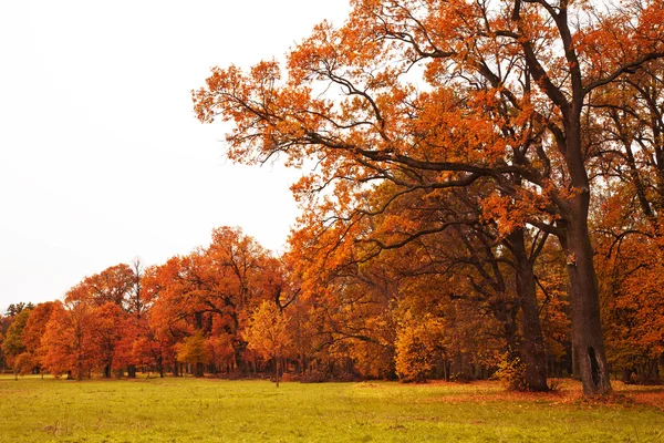 Kleurrijke herfst bomen in park — Stockfoto