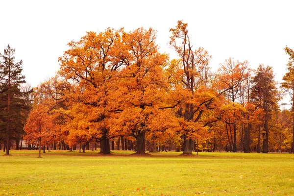Bunte Herbstbäume im Park — Stockfoto