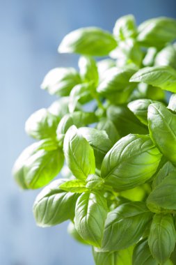 herb arka plan taze fesleğen yaprağı