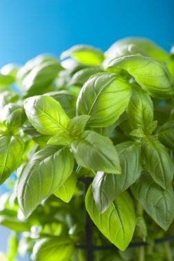 herb arka plan taze fesleğen yaprağı