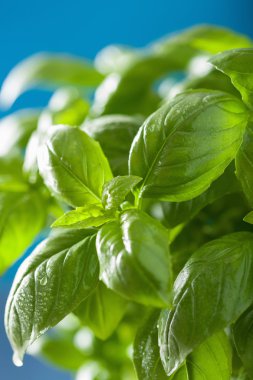 ıslak ot arka plan taze fesleğen yaprağı