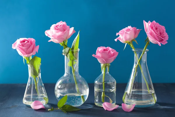 Roze roze bloemen in chemische kolven over blauw — Stockfoto
