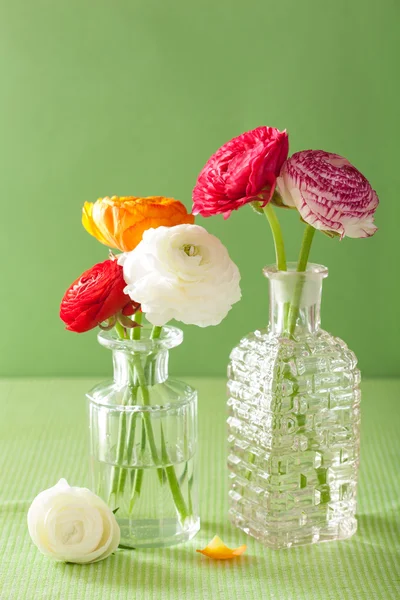 Flores de ranúnculo coloridas em vaso sobre fundo verde — Fotografia de Stock