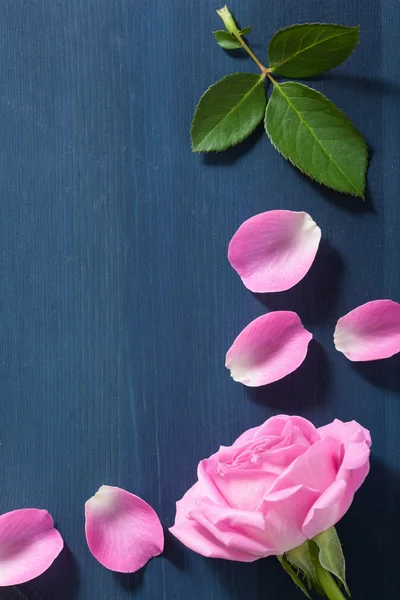 Różowy kwiat róży nad ciemnym niebieskim tle — Zdjęcie stockowe