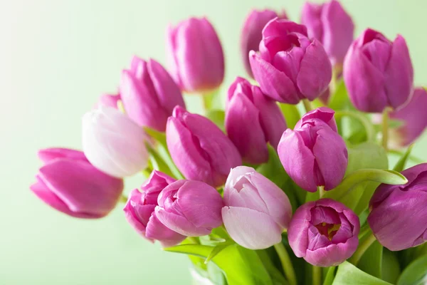 Hermoso tulipán púrpura flores fondo —  Fotos de Stock