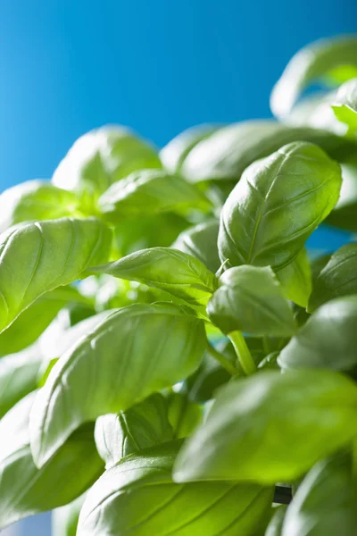 Herb arka plan taze fesleğen yaprağı — Stok fotoğraf