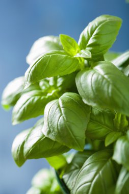 herb arka plan taze fesleğen yaprağı