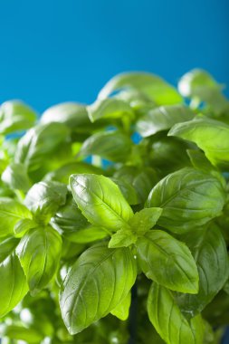 ıslak ot arka plan taze fesleğen yaprağı