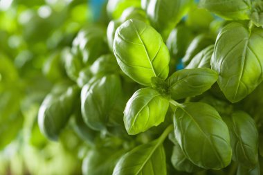 herb arka plan taze fesleğen yaprağı