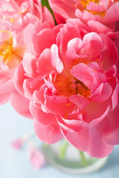 Roze pioen bloem bloemblaadjes macro achtergrond — Stockfoto