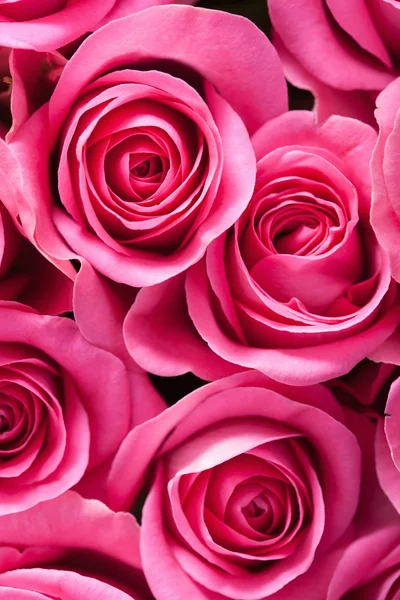 Schöne rosa Rose Blumen Hintergrund — Stockfoto