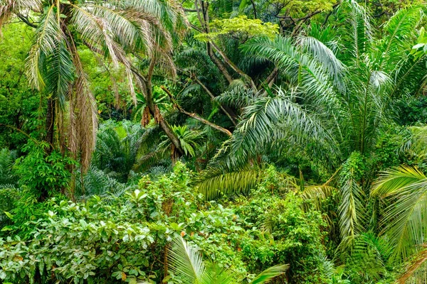 Пышные тропические зеленые джунгли — стоковое фото