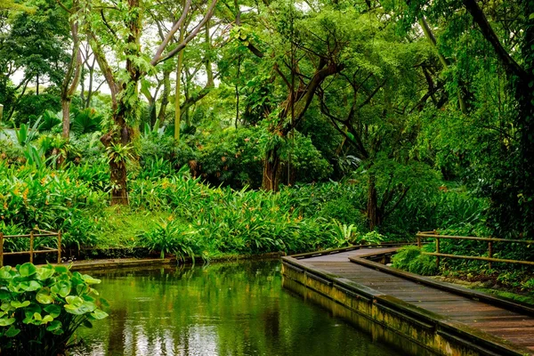 Yemyeşil tropikal yeşil orman — Stok fotoğraf