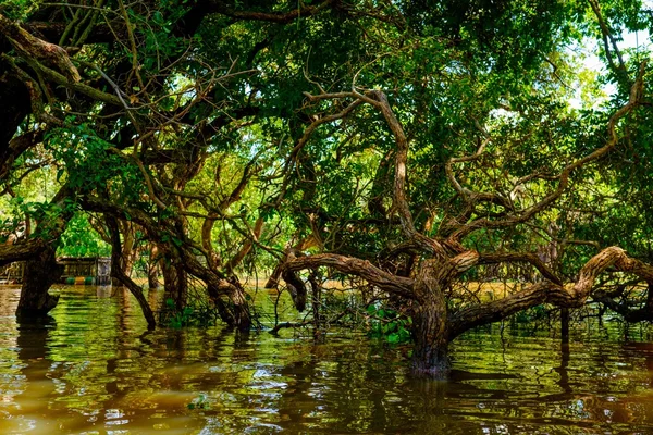 Mangrov yağmur ormanlarında sular altında ağaçlar — Stok fotoğraf