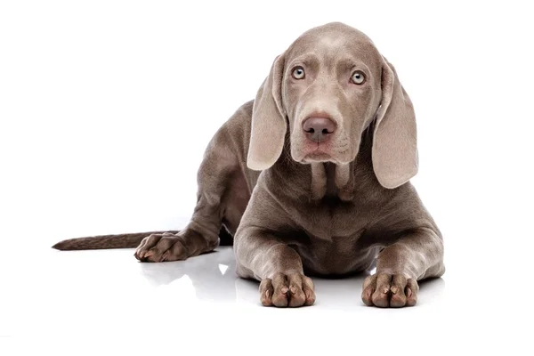 Weimaraner cão isolado — Fotografia de Stock