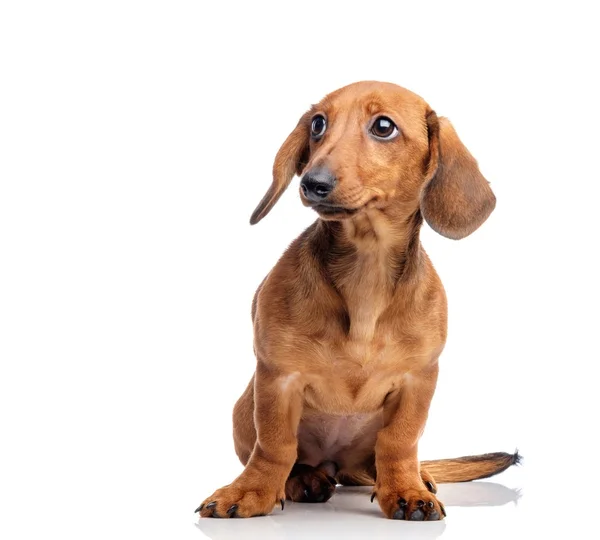 Vista de Dachshund isolado — Fotografia de Stock