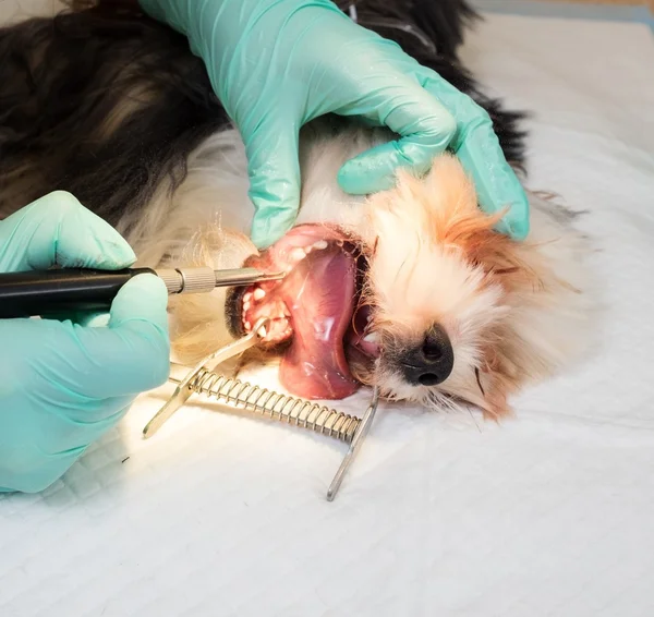 Dierenarts uitvoeren van canine tandheelkundige profylaxe — Stockfoto
